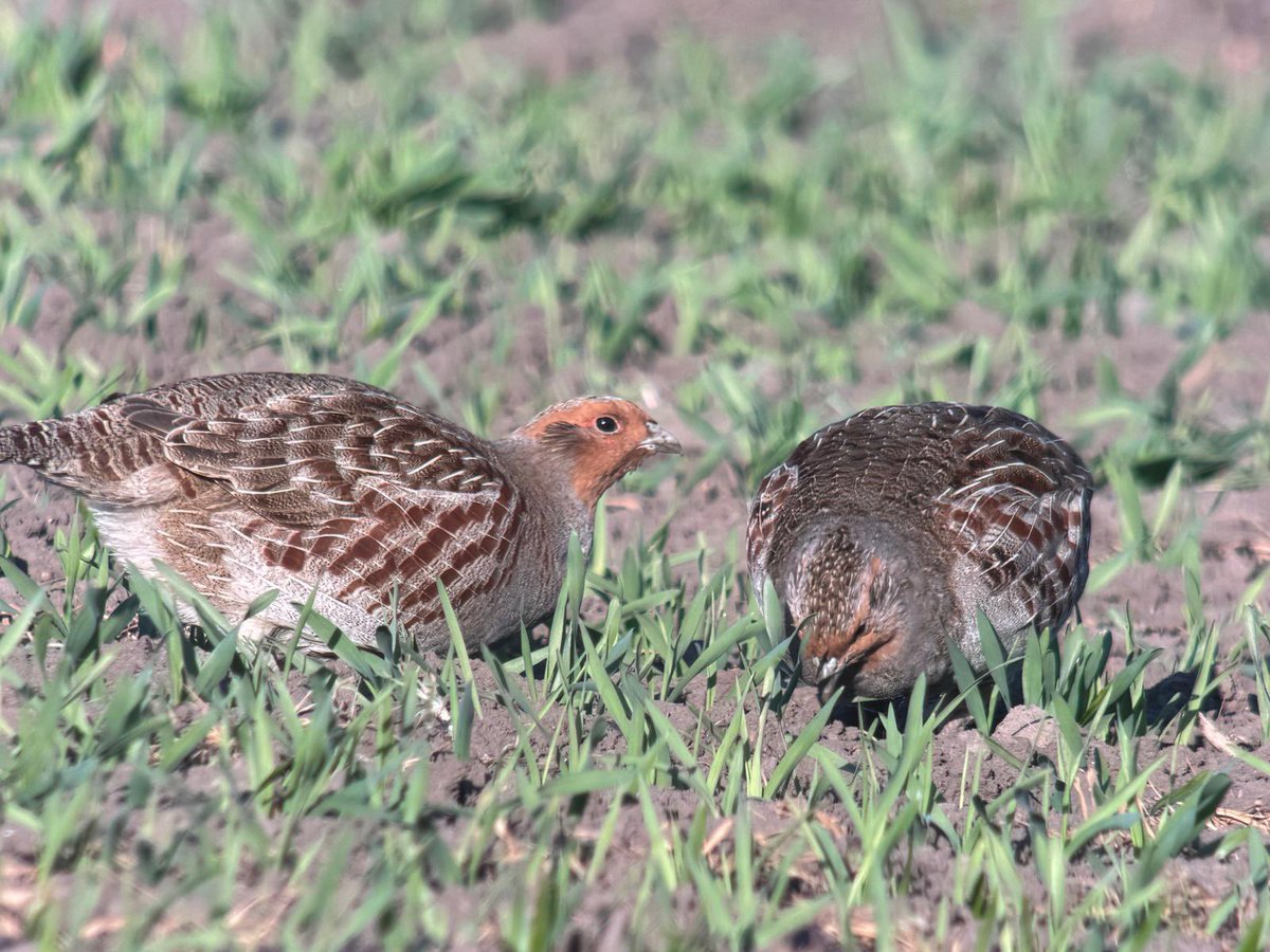 Dave Craven tweet media