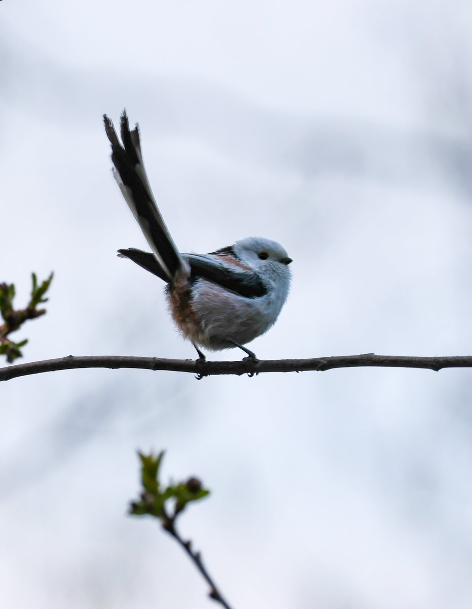 Magda Grzybiara tweet media