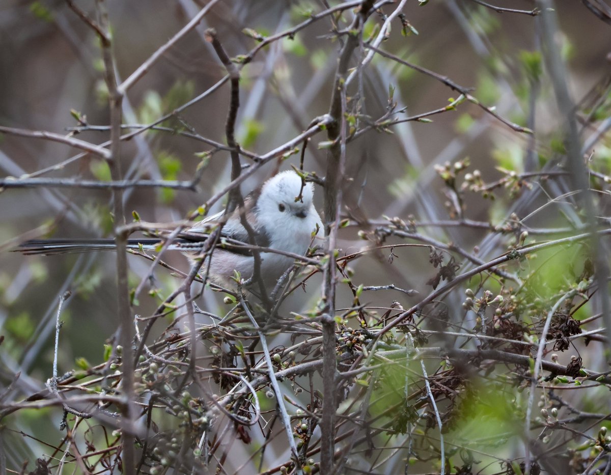Magda Grzybiara tweet media