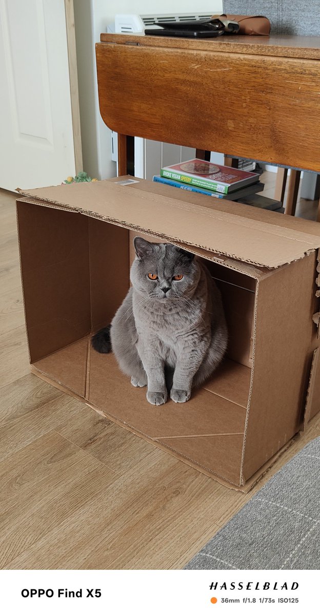 CuteKittyHamish's tweet photo. @johnstf We do love a box 😄🐈‍⬛ https://t.co/rjmjHPXsKt