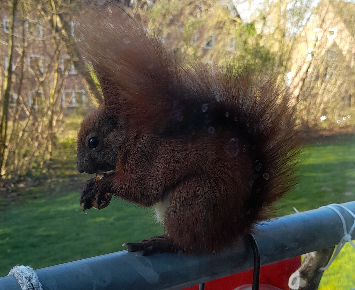 Schaf (nordschaf.bsky) tweet media