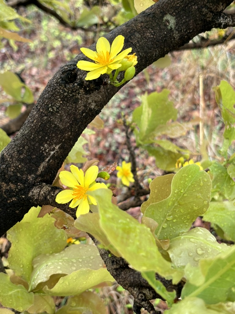 pargaien's tweet image. Drop your pairs for #twosday Tuesday !!

#tuesday #thicktrunktuesday