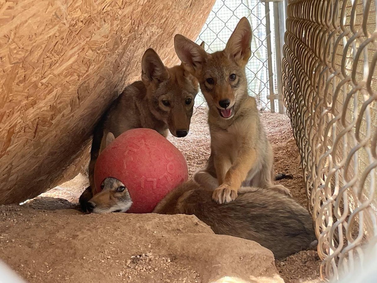 OnlyYotes tweet media