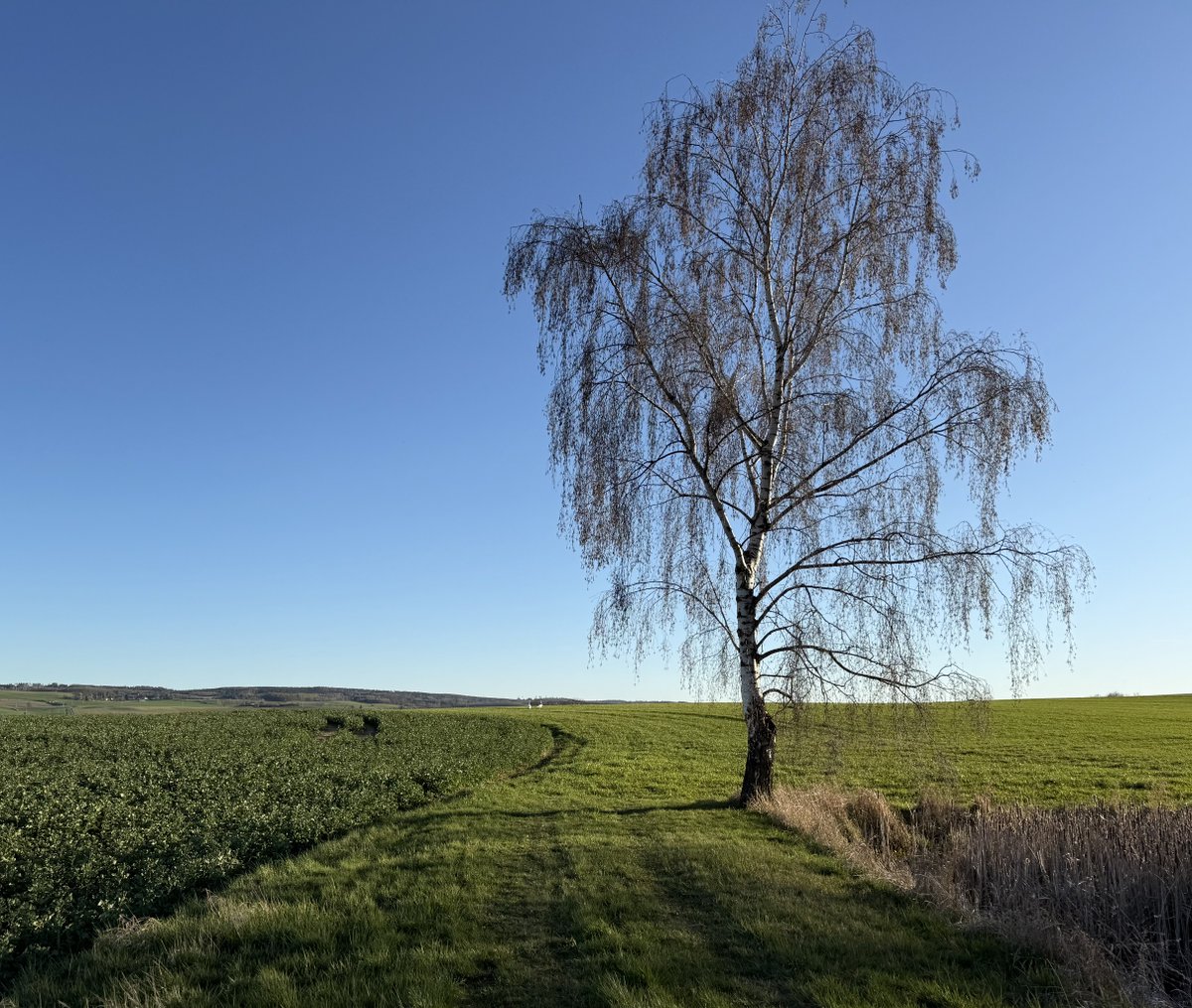 STR_1893 tweet media