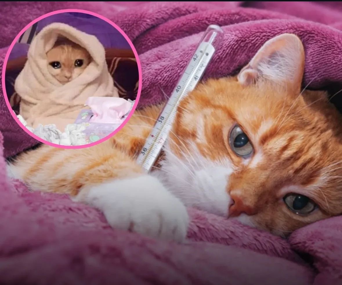 Celebs Arabic tweet media