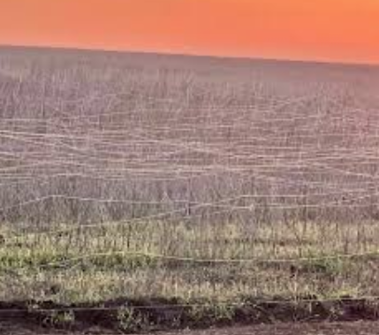 I Like Cheese tweet media