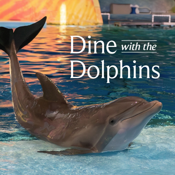 IndianapolisZoo's tweet image. Tickets are now available for Dine with the Dolphins! 🐬 

Guests 21 and over can enjoy a exclusive dolphin experience, followed by an intimate dinner and drinks. 

Get your tickets today: indianapoliszoo.com/dine-with-the-…

Hurry, tickets sell out fast! 🌊

#indianapoliszoo #indianapolis