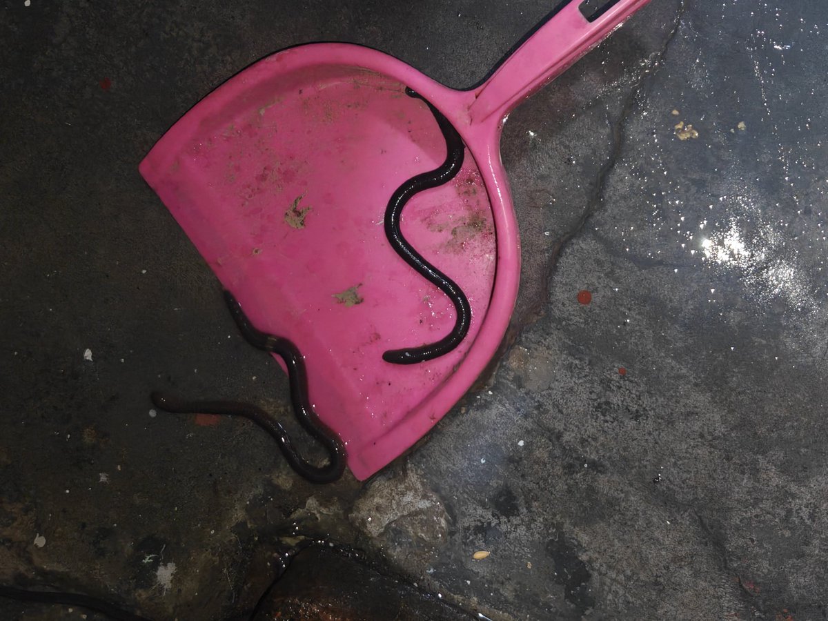 Mithelesh Koul (𑆩𑆴𑆡𑆴𑆬𑆼𑆯 𑆑𑆿𑆬) tweet media