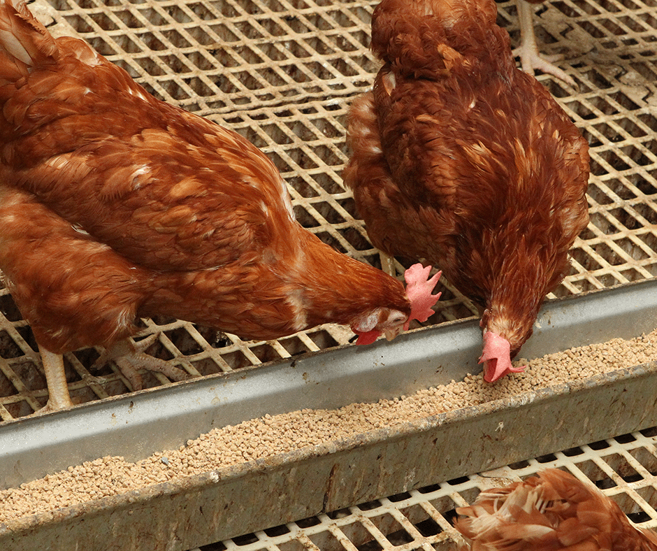 kwscanada's tweet photo. Have you considered using KWS Hybrid Rye for poultry feed? 🐔

Thanks to advanced plant breeding, hybrid rye contains fewer antinutritional factors than conventional rye — making it a strong feed option for broilers, layers, and turkeys alike.

👉 Explore the benefits of adding KWS Hybrid Rye to your poultry feeding program.
#KWSHybridRye #PoultryFeed #CdnAg