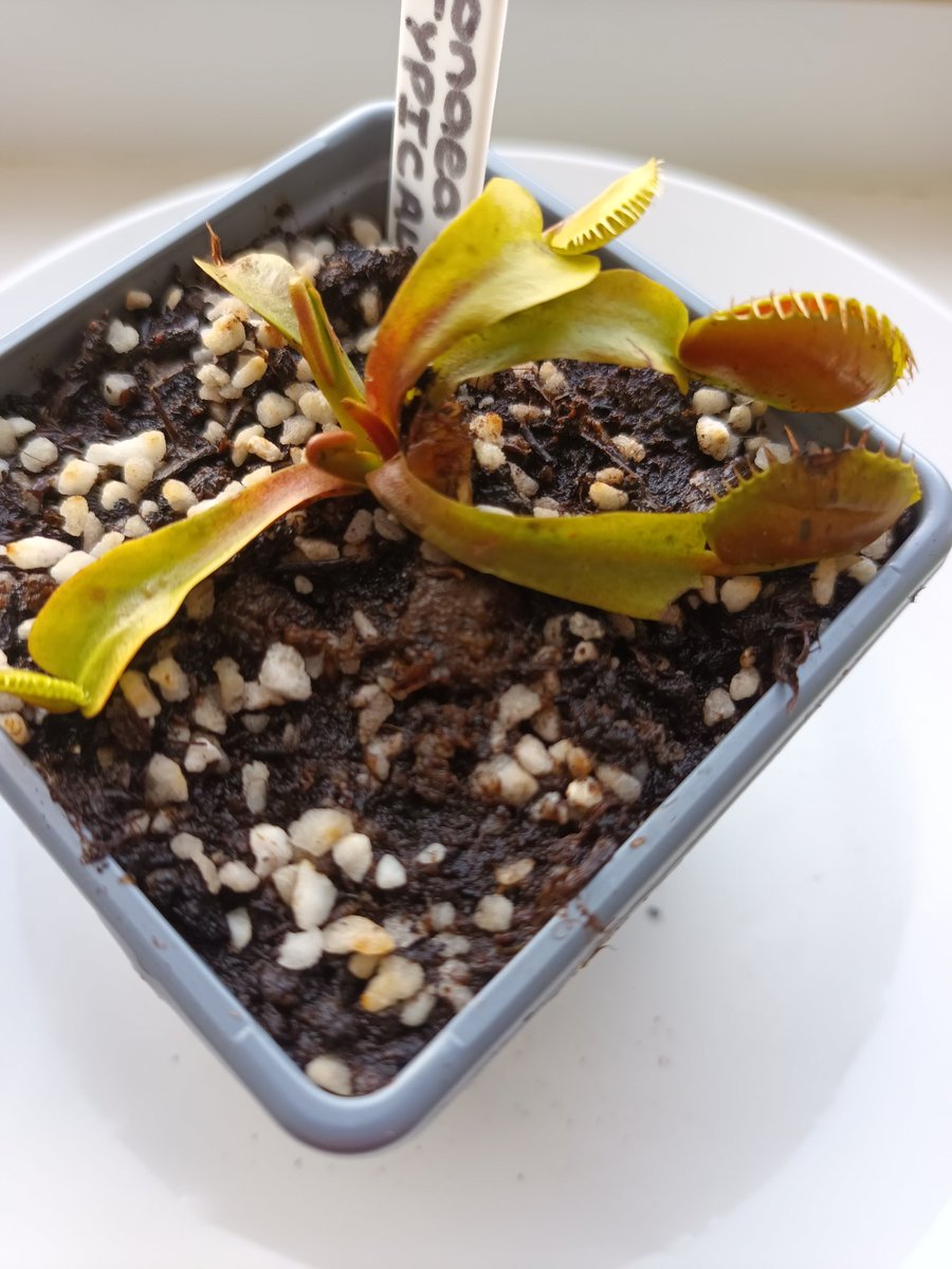 Rhianlovesbooks 🏴󠁧󠁢󠁷󠁬󠁳󠁿 tweet media