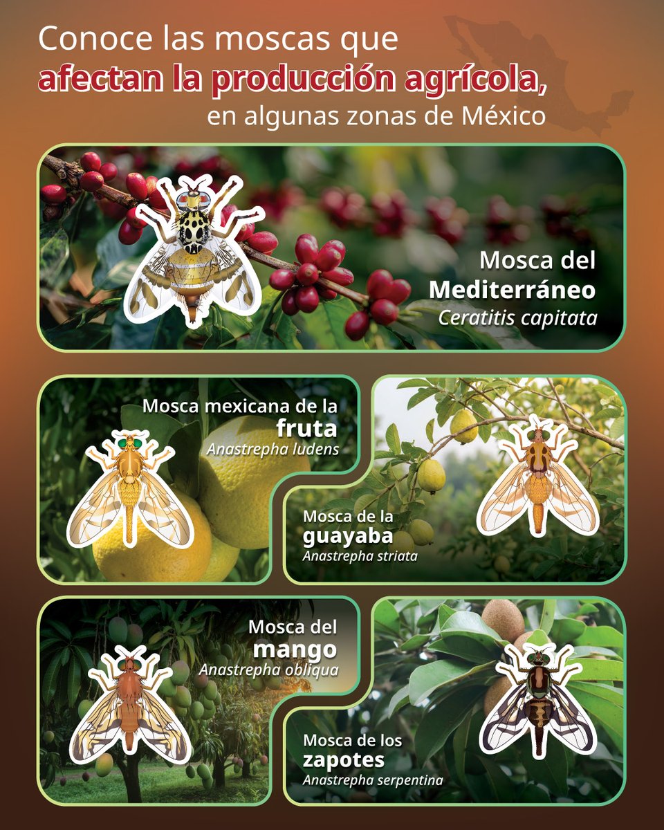 SENASICA's tweet photo. ¿Sabías que existen distintas moscas que amenazan la producción agrícola del país?😃

En 1992 en México se puso en marcha la Campaña Nacional contra Moscas de la Fruta (CNMF) con un objetivo claro: proteger la producción frutícola. 🥬

#SanidadVegetal #AgriculturaMx #SaludAnimal https://t.co/9XHV5BUaD9