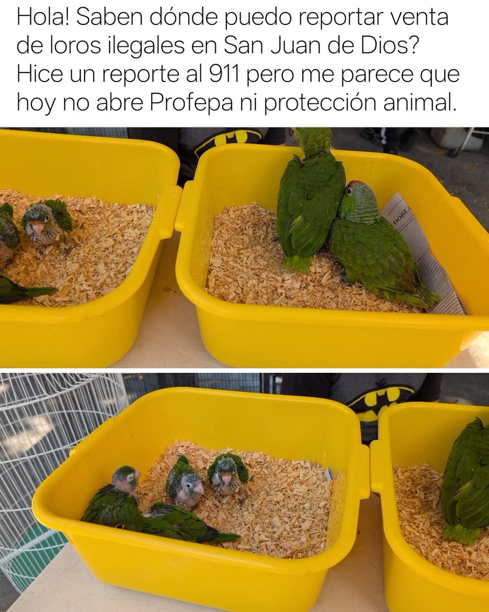 Creo que alguien no está haciendo su chamba (ayer) <a href="/GuadalajaraGob/">Gobierno de Guadalajara</a> <a href="/PoliciaGDL/">Policía de Guadalajara</a> <a href="/PROFEPA_Mx/">PROFEPA</a> <a href="/DenunciaGdl24/">Denuncia Ciudadana Guadalajara</a>