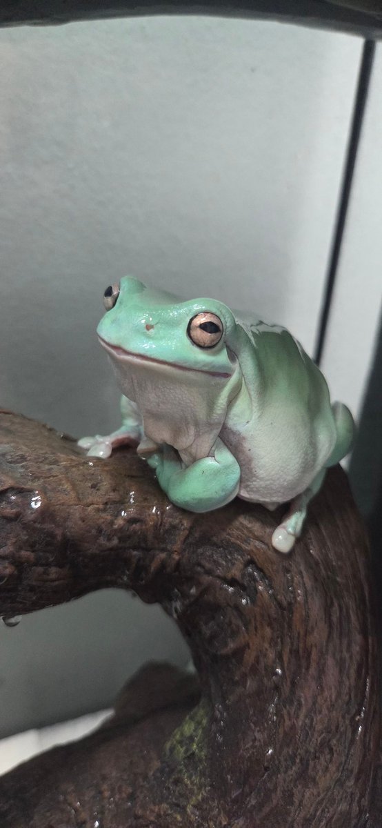 looking rather shiny today sir