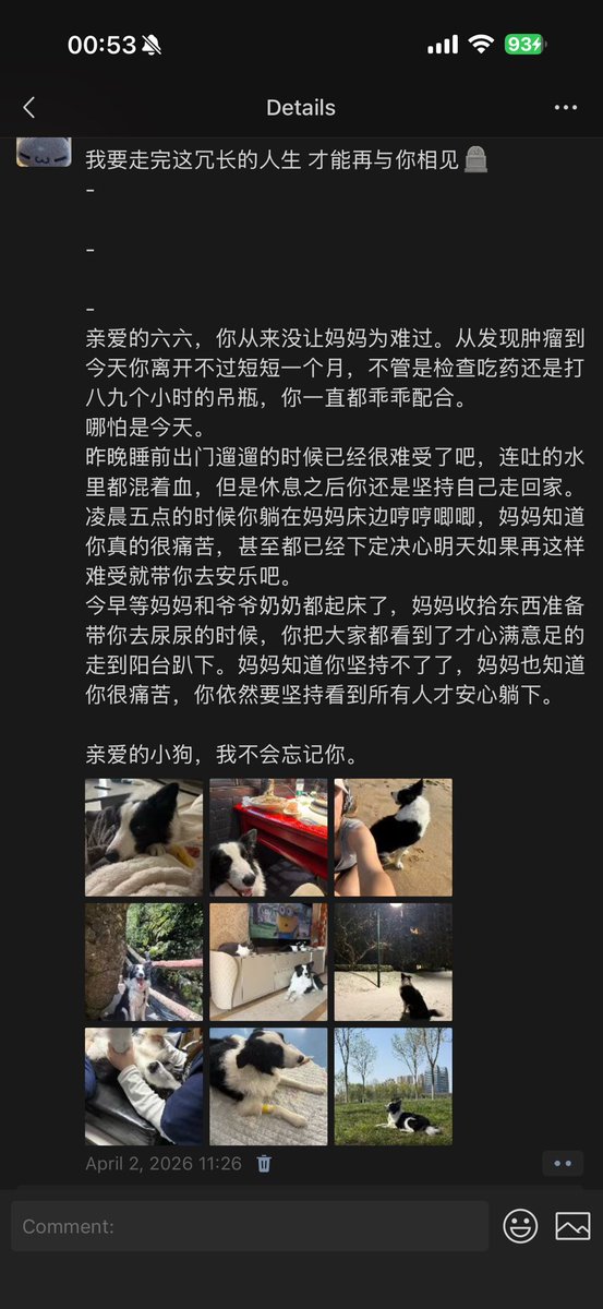 miao_63's tweet photo. 不知道该怎么说小狗很突然的去世了，今天是六六头七。病得很突然，发现的时候已经很严重到扩散了，跑了很多医院一直在做检查打针吃药。但是孩子很痛苦，发现半个月后胃已经被挤压到拒绝进食连喝水都吐，最后一天已经肺扩散严重到吐血。
今天照着xhs上给六六布置了小小的祭台，小狗妈妈很想你。 https://t.co/LOGI9GhxGV