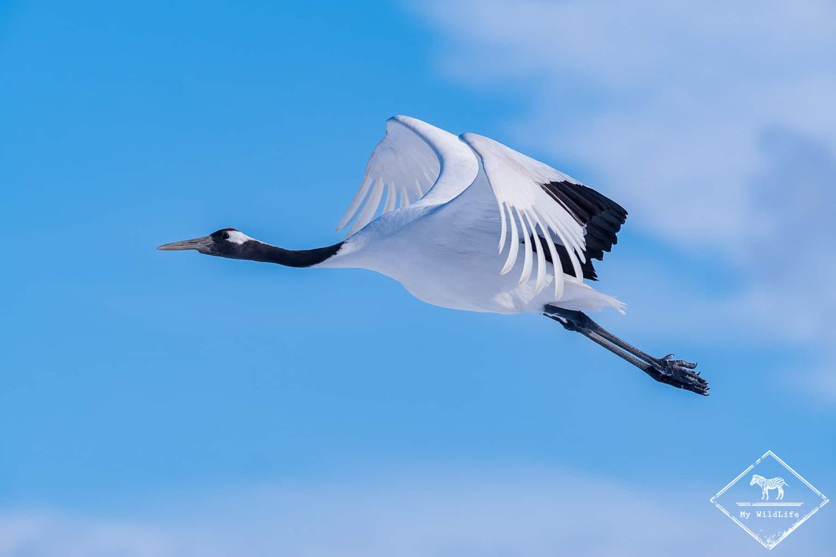 Frederic Charles tweet media