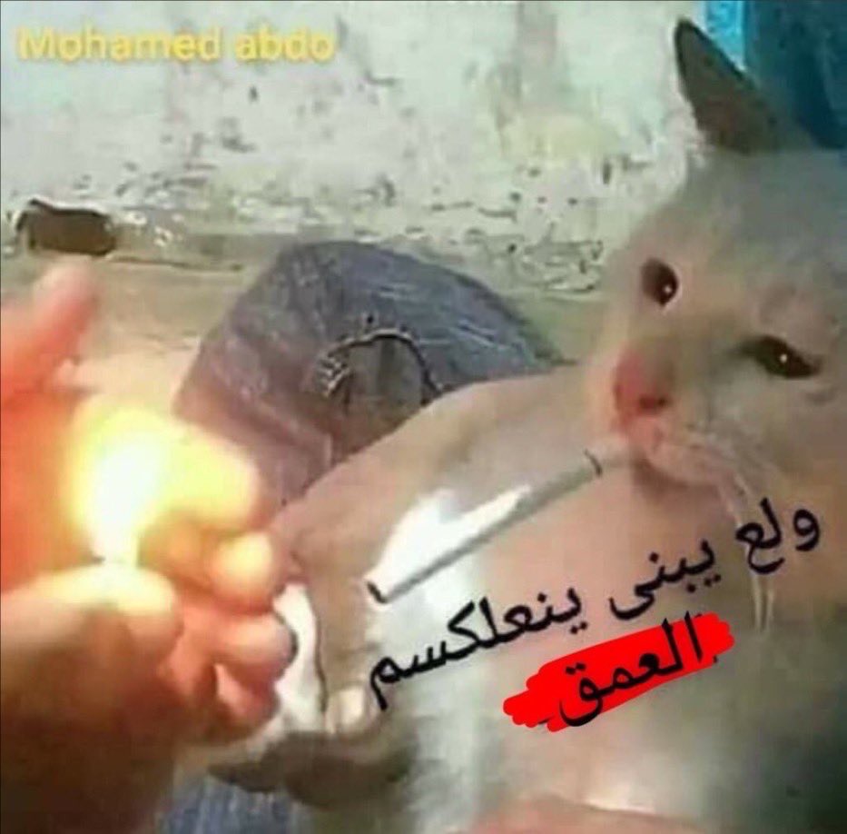 أ.د/ حُسَامْ(النخبوي) tweet media