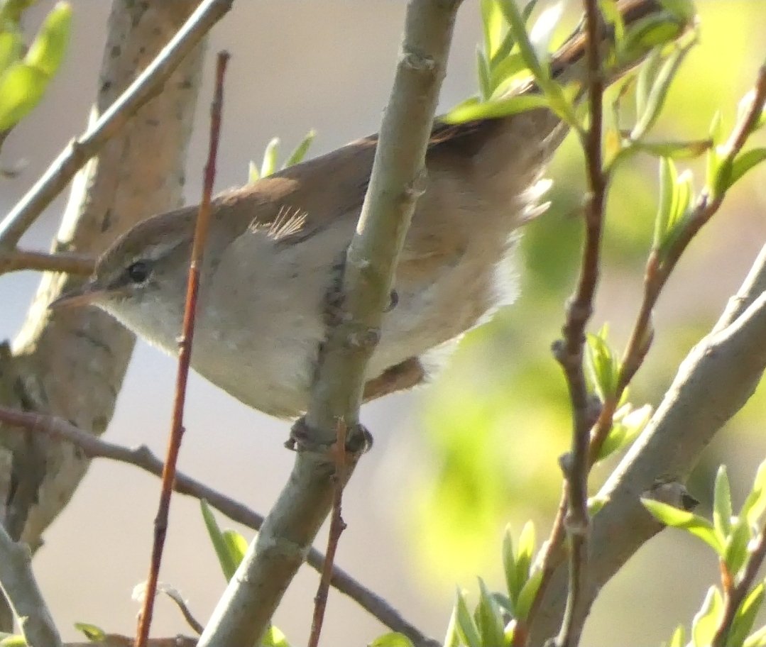 Graham Connolly tweet media