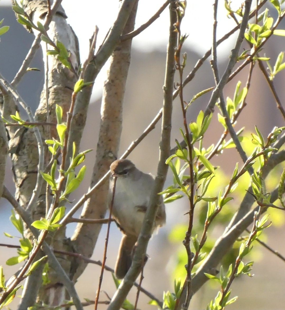 Graham Connolly tweet media