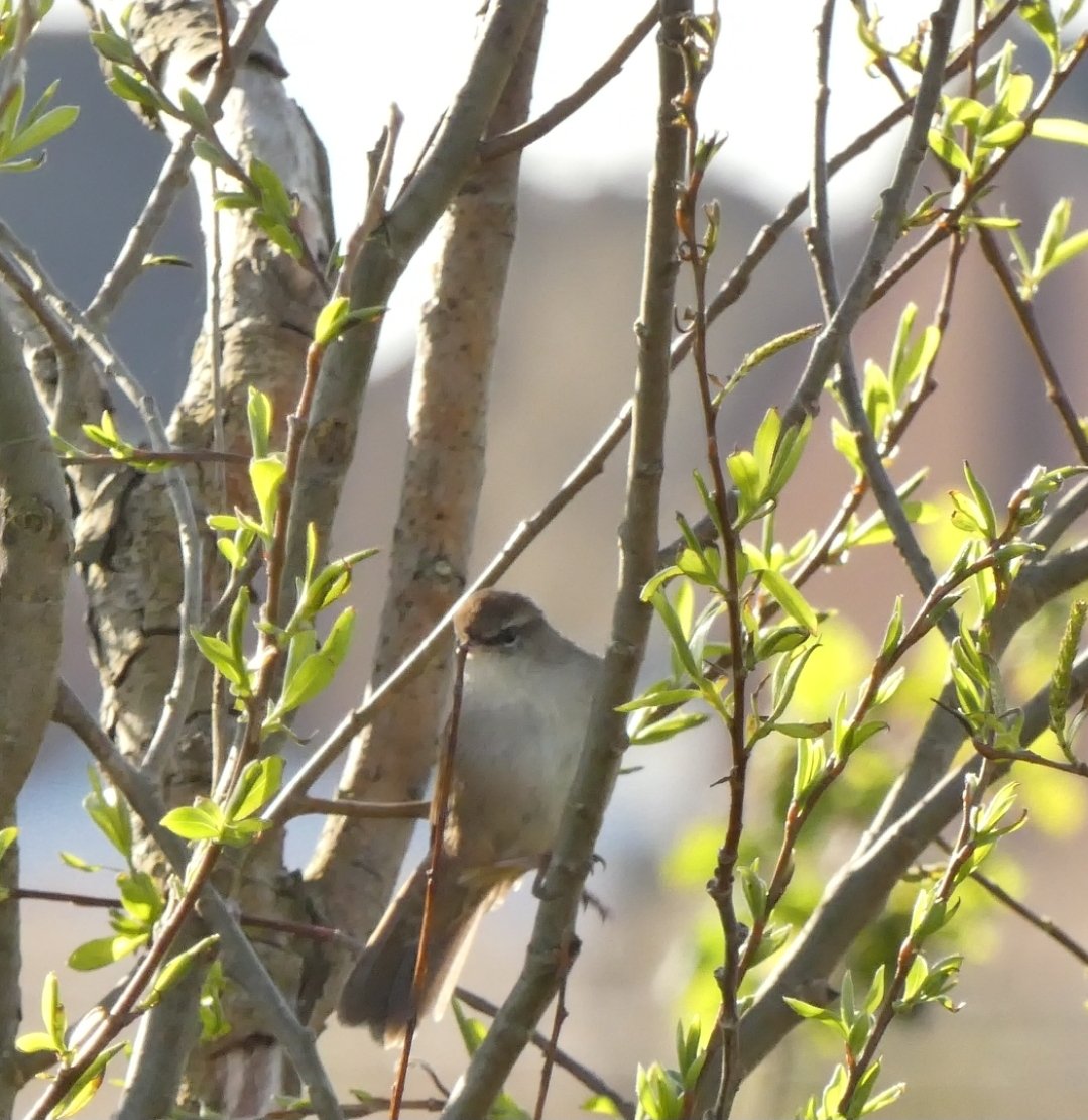 Graham Connolly tweet media