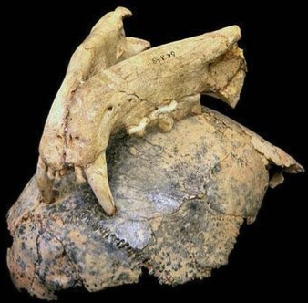 PaleoAnthropology tweet media