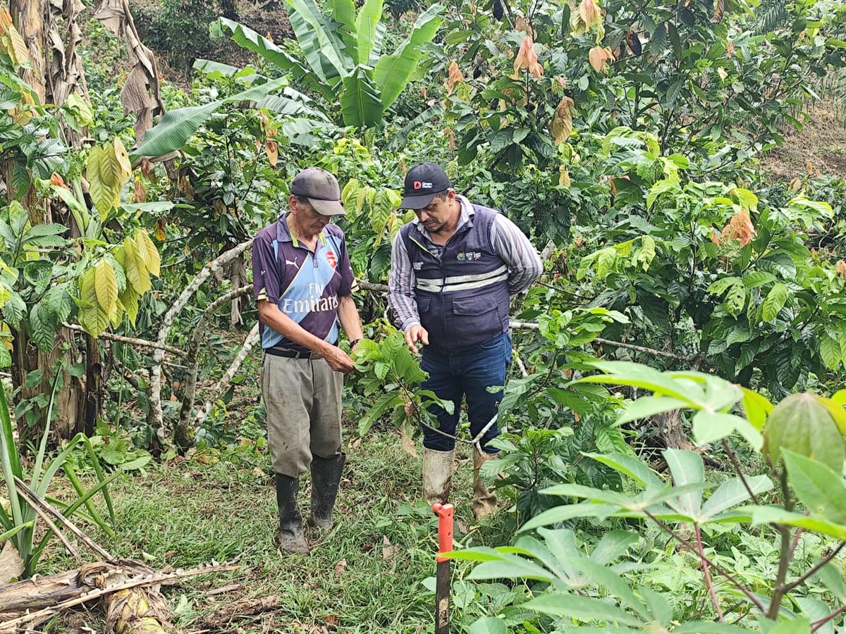 AgrocalidadZ2's tweet photo. #Orellana | 🔍🌱 Realizamos monitoreos fitosanitarios en cultivos de cacao en la parroquia Inés Arango, cantón Francisco de Orellana, para evaluar presencia de plagas y de esta manera fortalecer la producción local. 🇪🇨
#AgrocalidadEnTerritorio https://t.co/dUwSGg6OYv