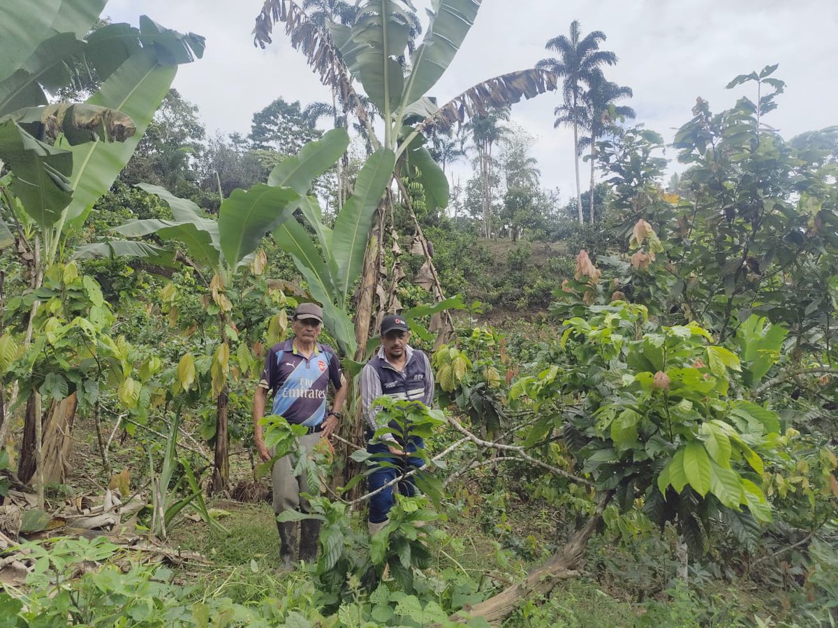 AgrocalidadZ2's tweet photo. #Orellana | 🔍🌱 Realizamos monitoreos fitosanitarios en cultivos de cacao en la parroquia Inés Arango, cantón Francisco de Orellana, para evaluar presencia de plagas y de esta manera fortalecer la producción local. 🇪🇨
#AgrocalidadEnTerritorio https://t.co/dUwSGg6OYv