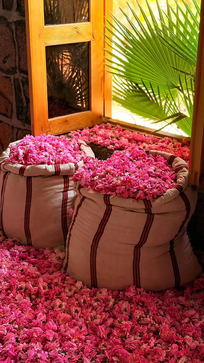 عناوين الطائف tweet media