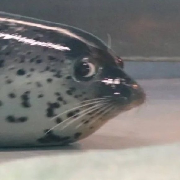 Noë 🩸❄️ Seal VTuber ✦ tweet media