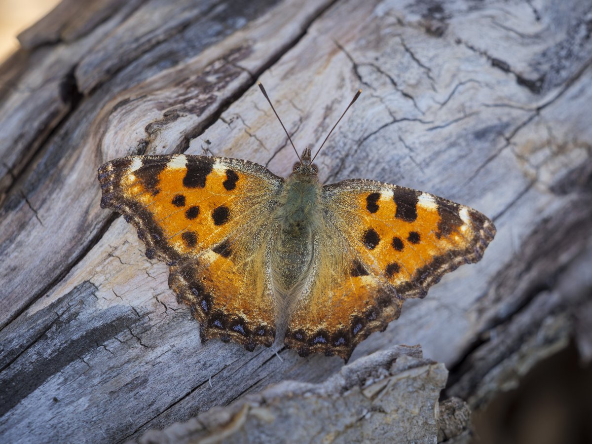 bernd_flicker's tweet image. Großer Fuchs (Nymphalis polychloros)

Mit seiner leuchtend orangen Flügelzeichnung und den markanten schwarzen Flecken wirkt er fast wie ein fliegender Feuerfunke. Die #Falter überwintern in Höhlen oder Schuppen und können schon im März bei mildem Wetter fliegen.
#Lepidoptera