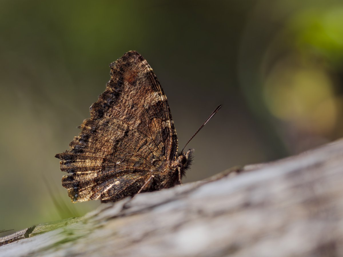 bernd_flicker's tweet image. Großer Fuchs (Nymphalis polychloros)

Mit seiner leuchtend orangen Flügelzeichnung und den markanten schwarzen Flecken wirkt er fast wie ein fliegender Feuerfunke. Die #Falter überwintern in Höhlen oder Schuppen und können schon im März bei mildem Wetter fliegen.
#Lepidoptera