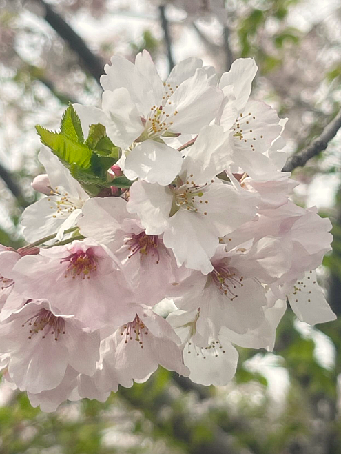 あやか@副業カメラリセールママ tweet media