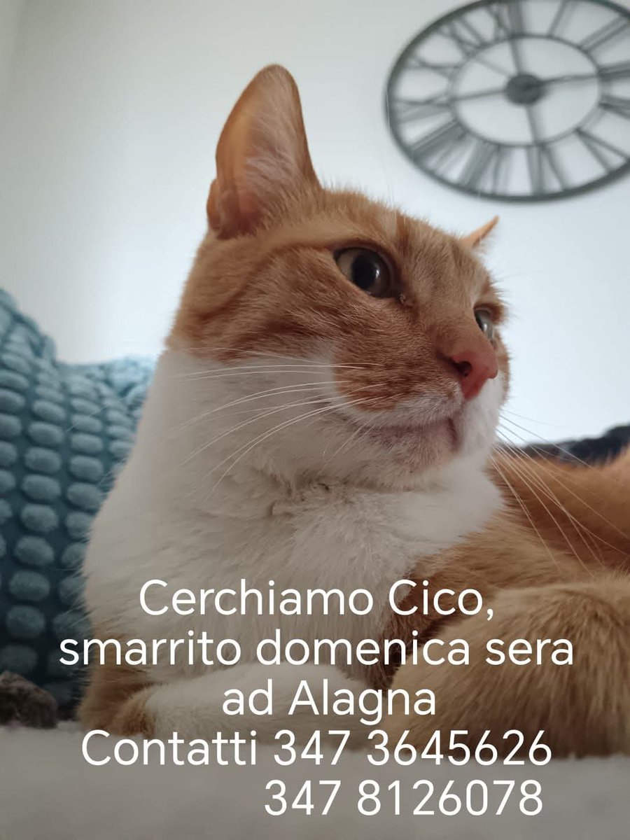 Serenella Raimondo tweet media