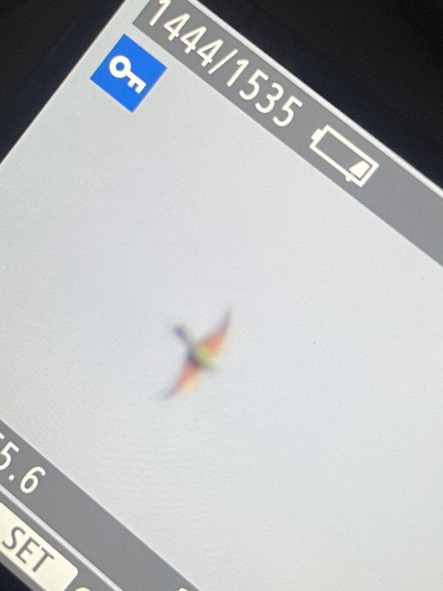 James_B___'s tweet photo. Day 3 on Cyprus, Blue-cheeked bee-eater!! Picked up distantly with @AndersG2211 who got me 7 more life ✅’s today including euro roller, GS cuckoo, black francolin, E bonelli’s warbler, LL buzzard, and G flamingo.
@Northern_Birder https://t.co/nYIkthtqCj