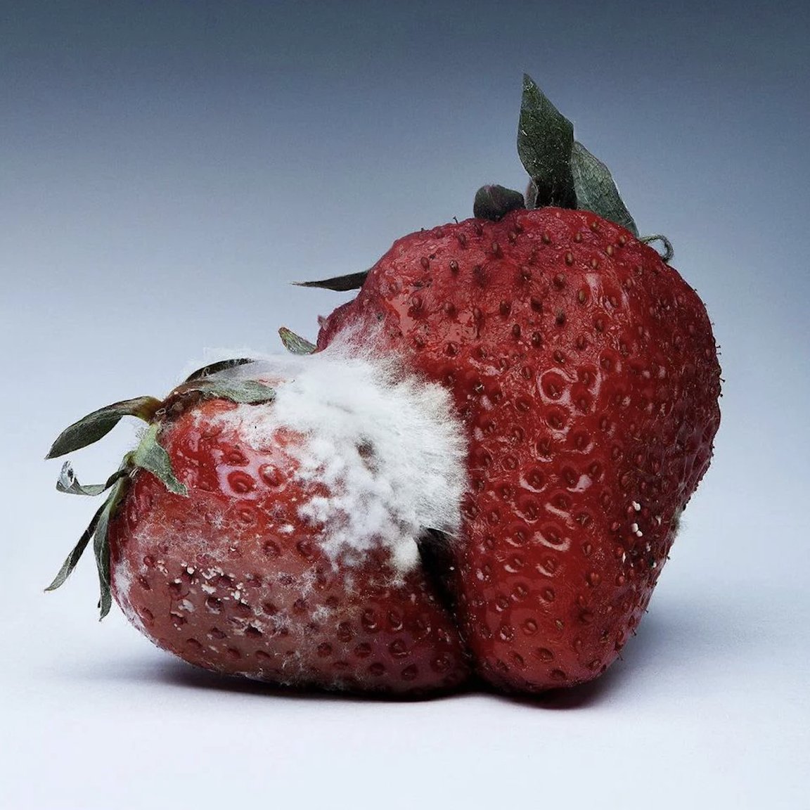 ★ fadingobsessions ★ 🇵🇸 tweet media