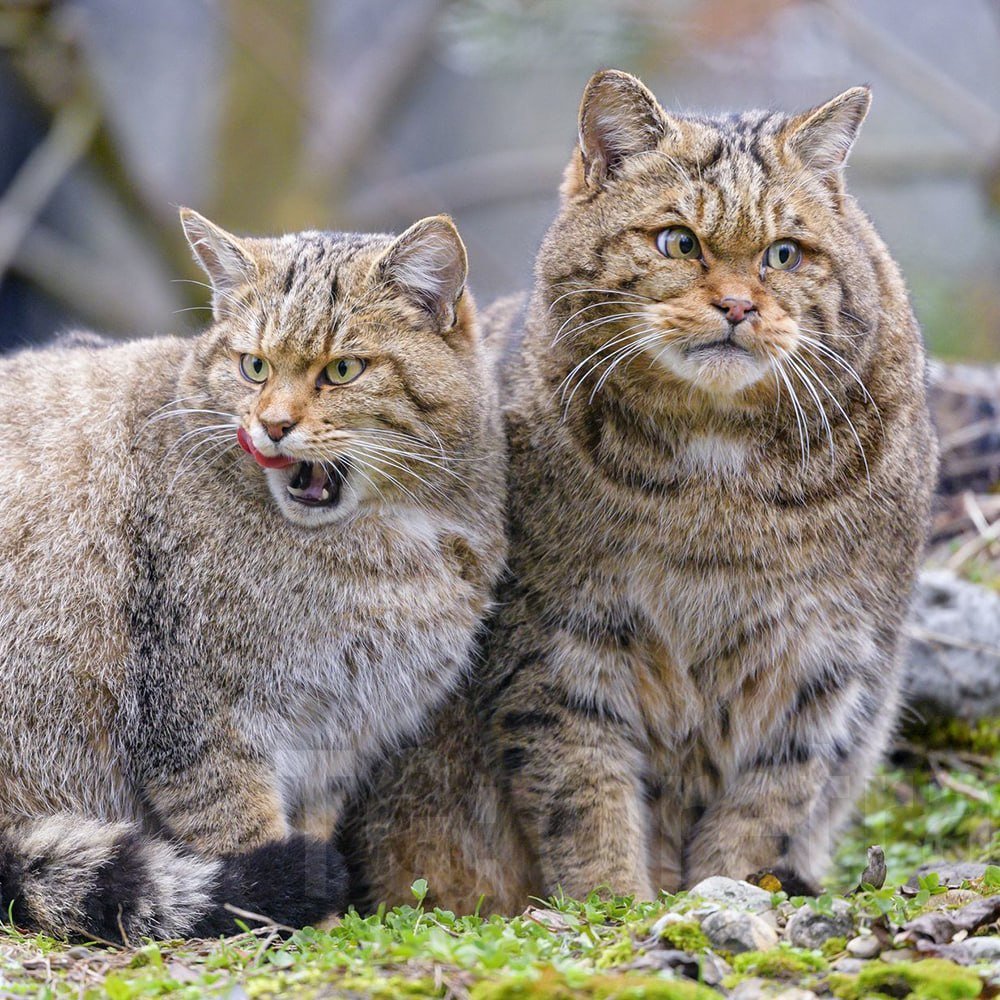 Совушка tweet media