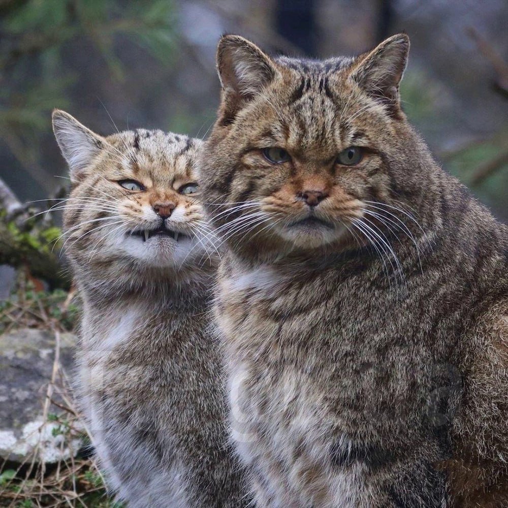 Совушка tweet media