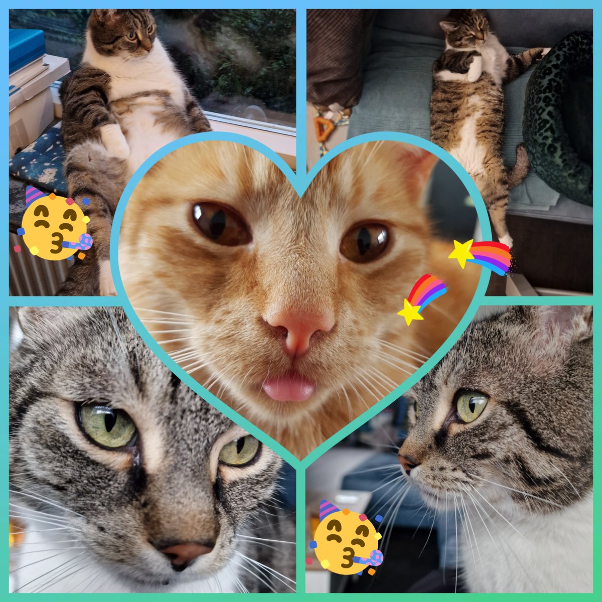 Joyce🐈Yokka🐈Yumo🐈Cizmo🌈Chimo tweet media