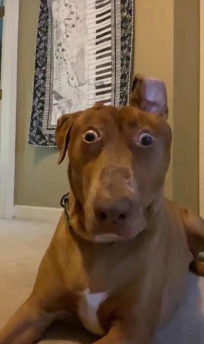 Bureau of Internet Culture tweet media