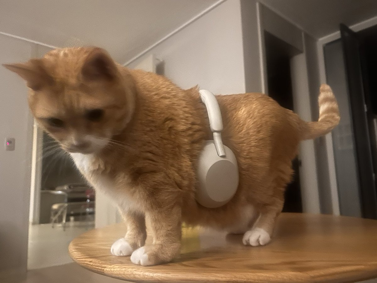 납작이에요🍙 tweet media