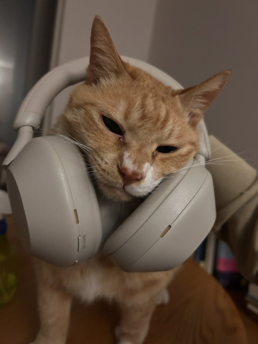 납작이에요🍙 tweet media