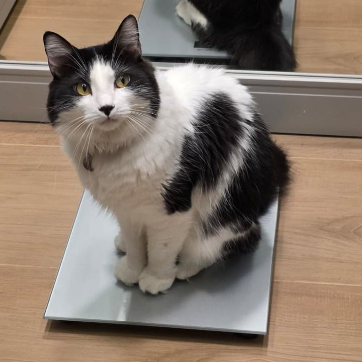 loló farofa tweet media