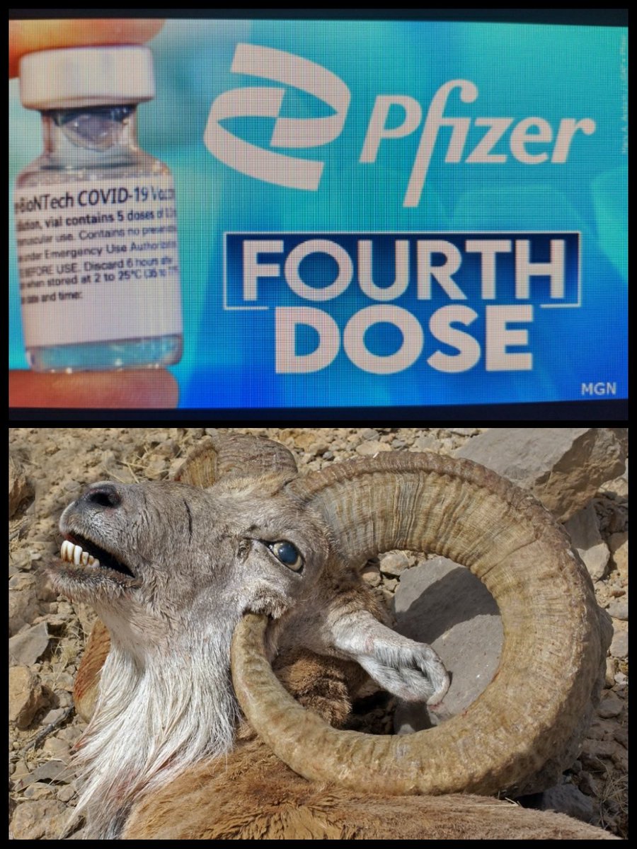 Mashed Potatoes tweet media