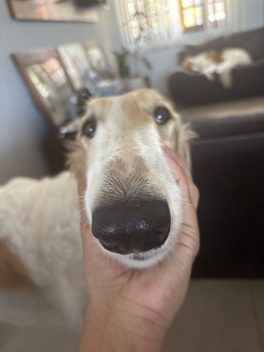 Borzoi Charts 📁 tweet media