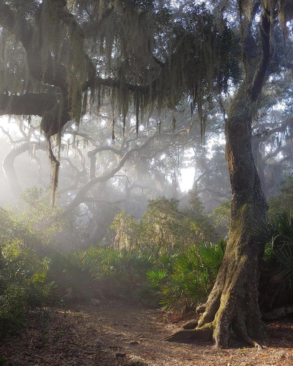 Step beneath the moss-draped oaks at Cumberland Island National Seashore in Georgia and it’s hard not to feel a sense of awe.

These trees form the heart of the island’s maritime forest, an ecosystem rich with life and history.

Photos by NPS