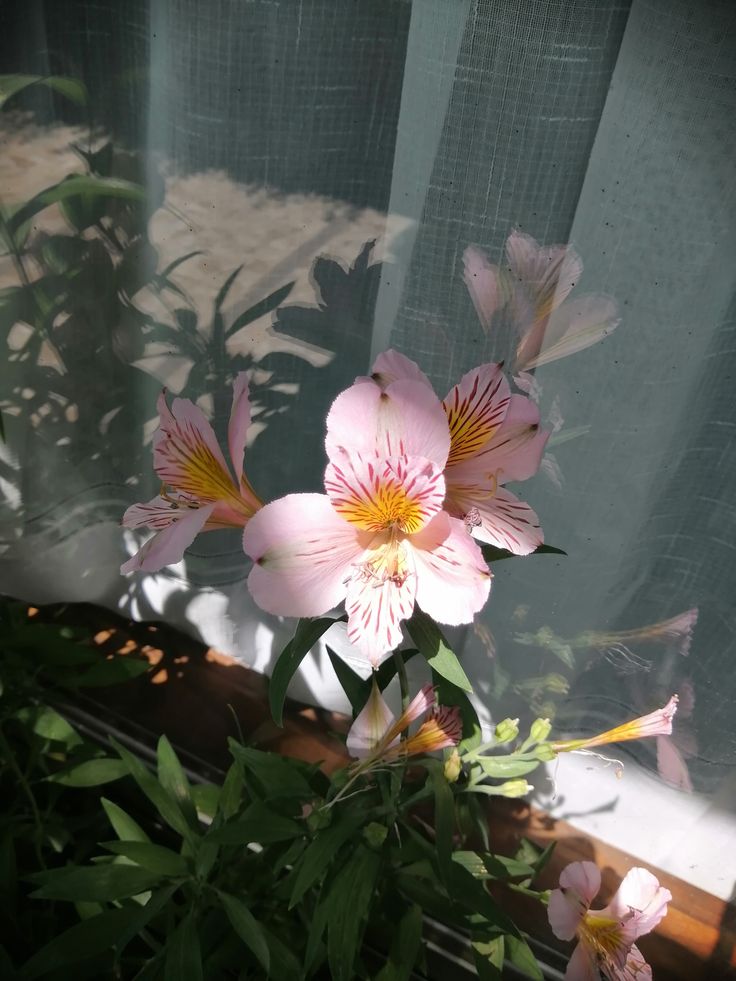 only aesthetic tweet media