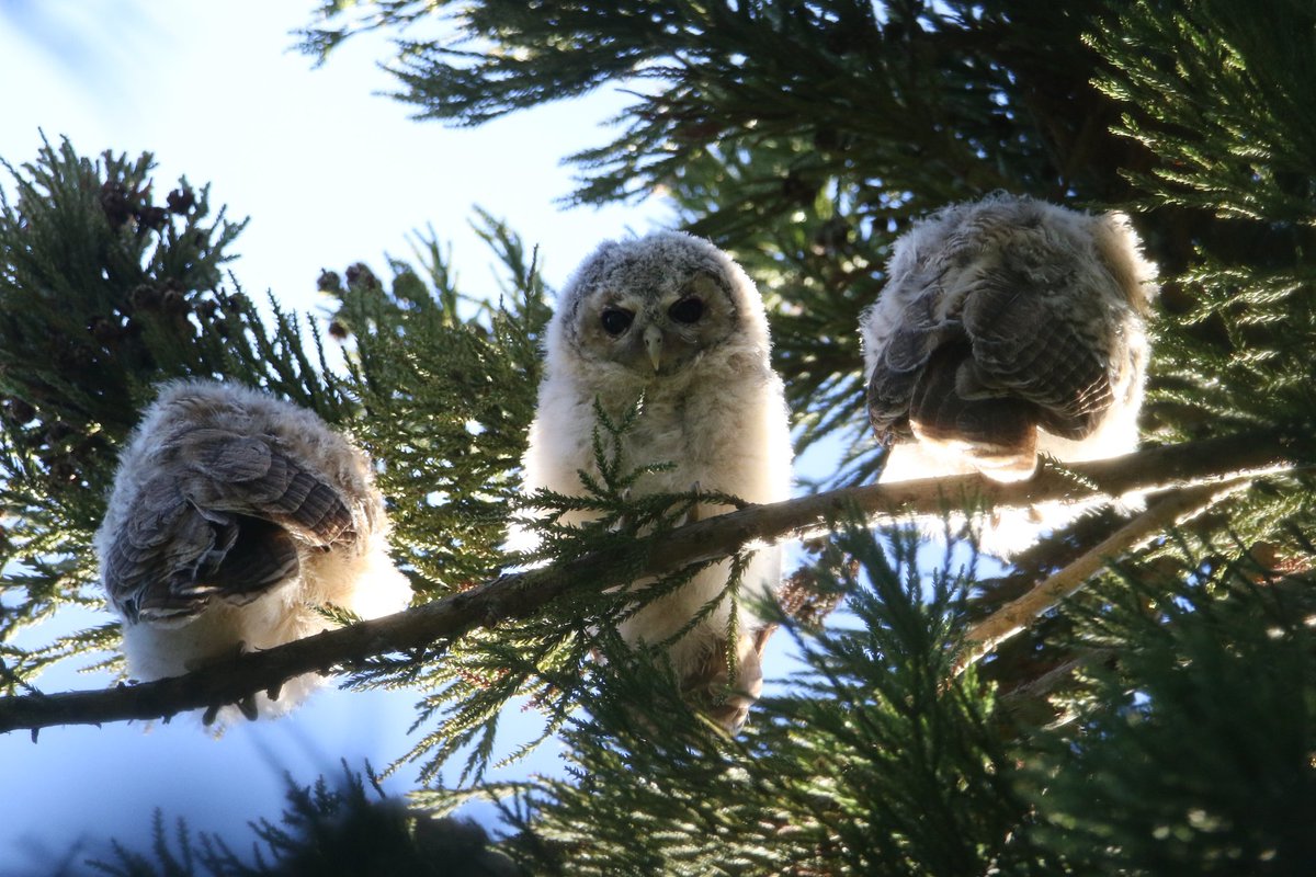 Gerard Groeneveld tweet media