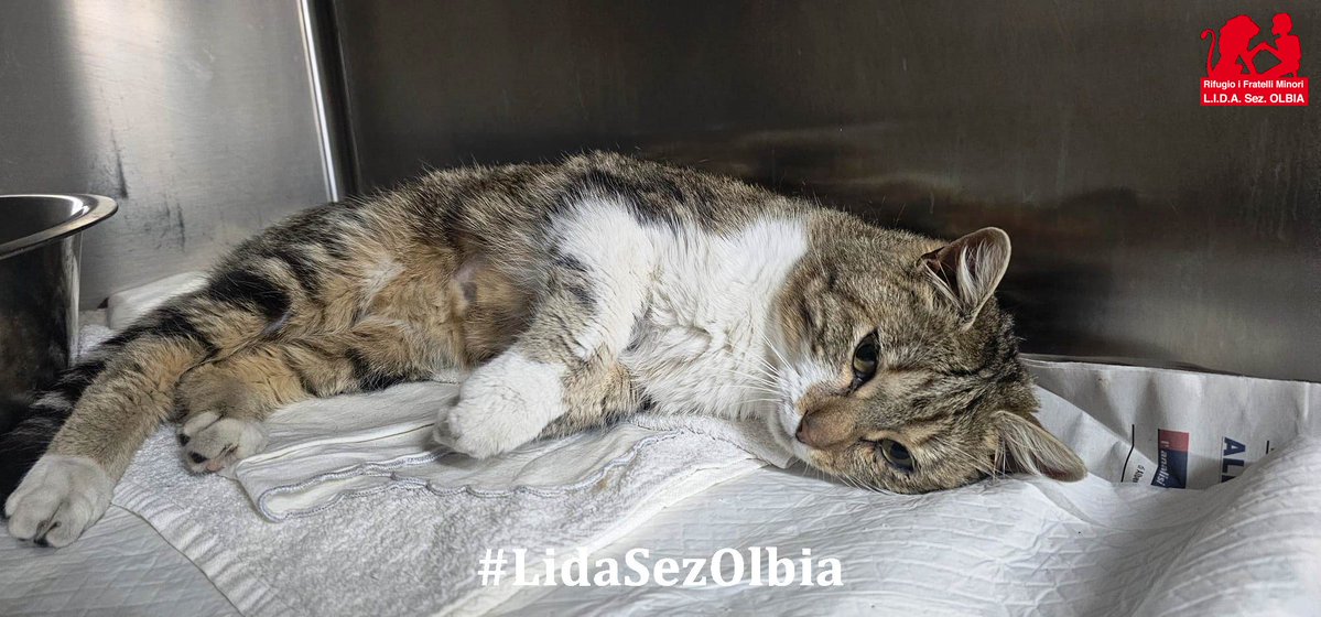 Lida sez. Olbia ODV tweet media