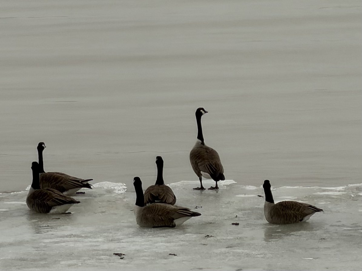 🌞Lise Gagné 📱📷🇨🇦⚜️🌎🙏🏼 tweet media