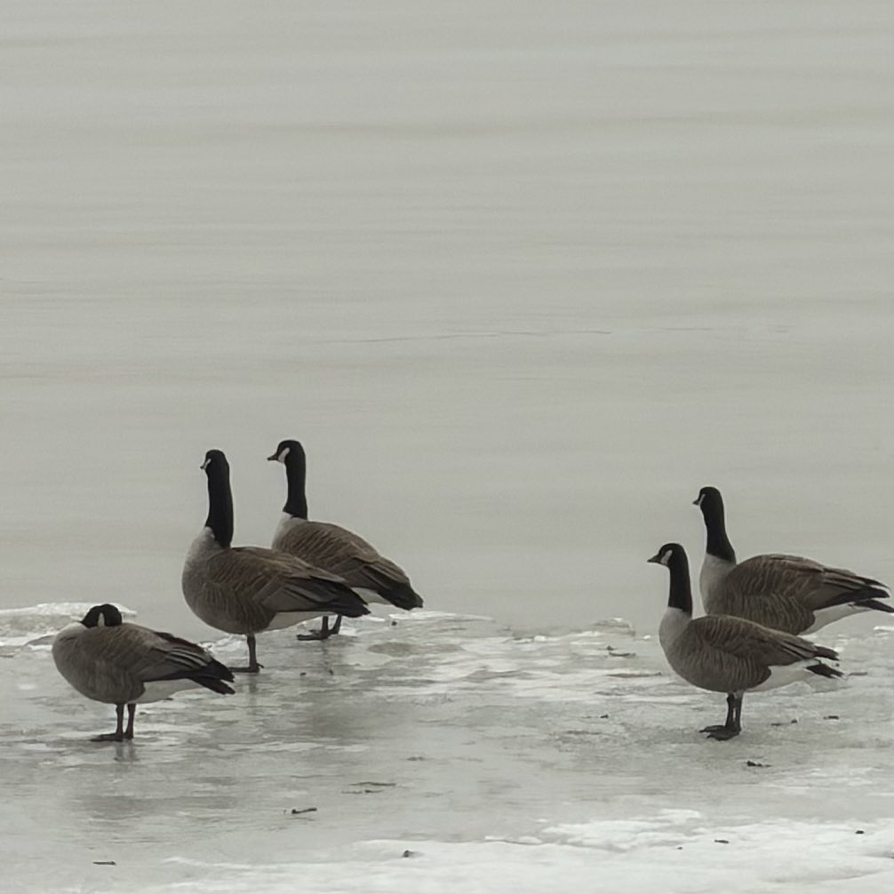 🌞Lise Gagné 📱📷🇨🇦⚜️🌎🙏🏼 tweet media