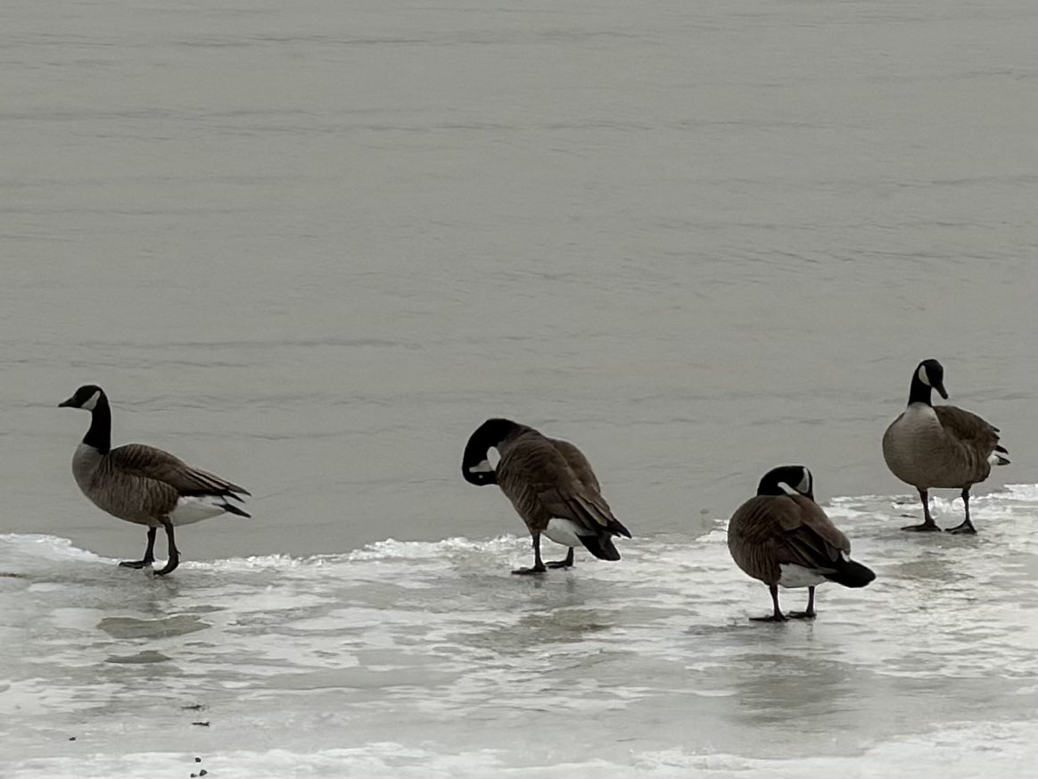 🌞Lise Gagné 📱📷🇨🇦⚜️🌎🙏🏼 tweet media